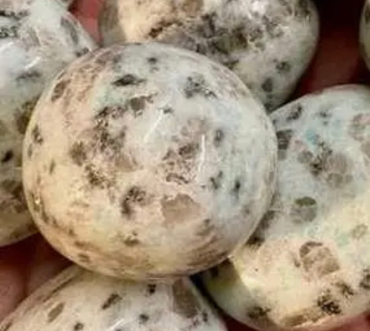 Kiwi Jasper