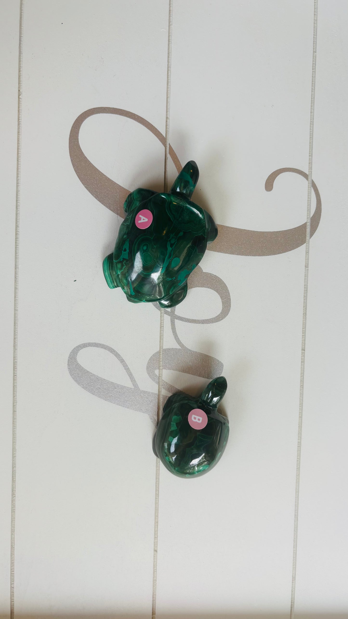 Malachite Turtles
