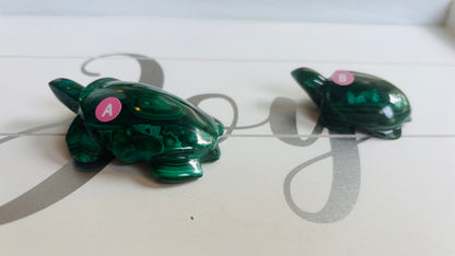 Malachite Turtles