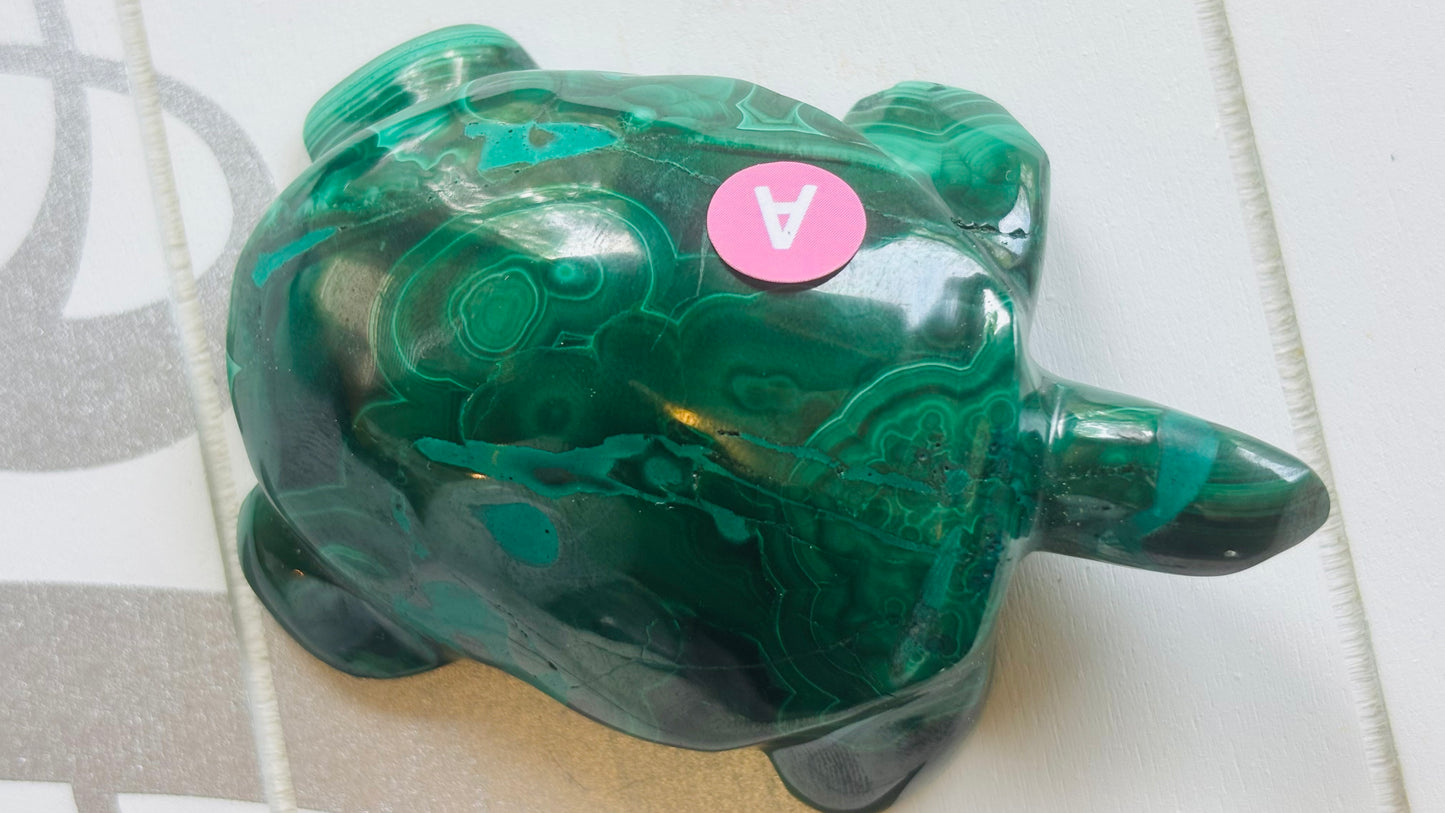 Malachite Turtles
