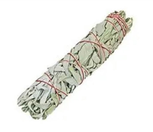 White Sage 8 to 9 Inch