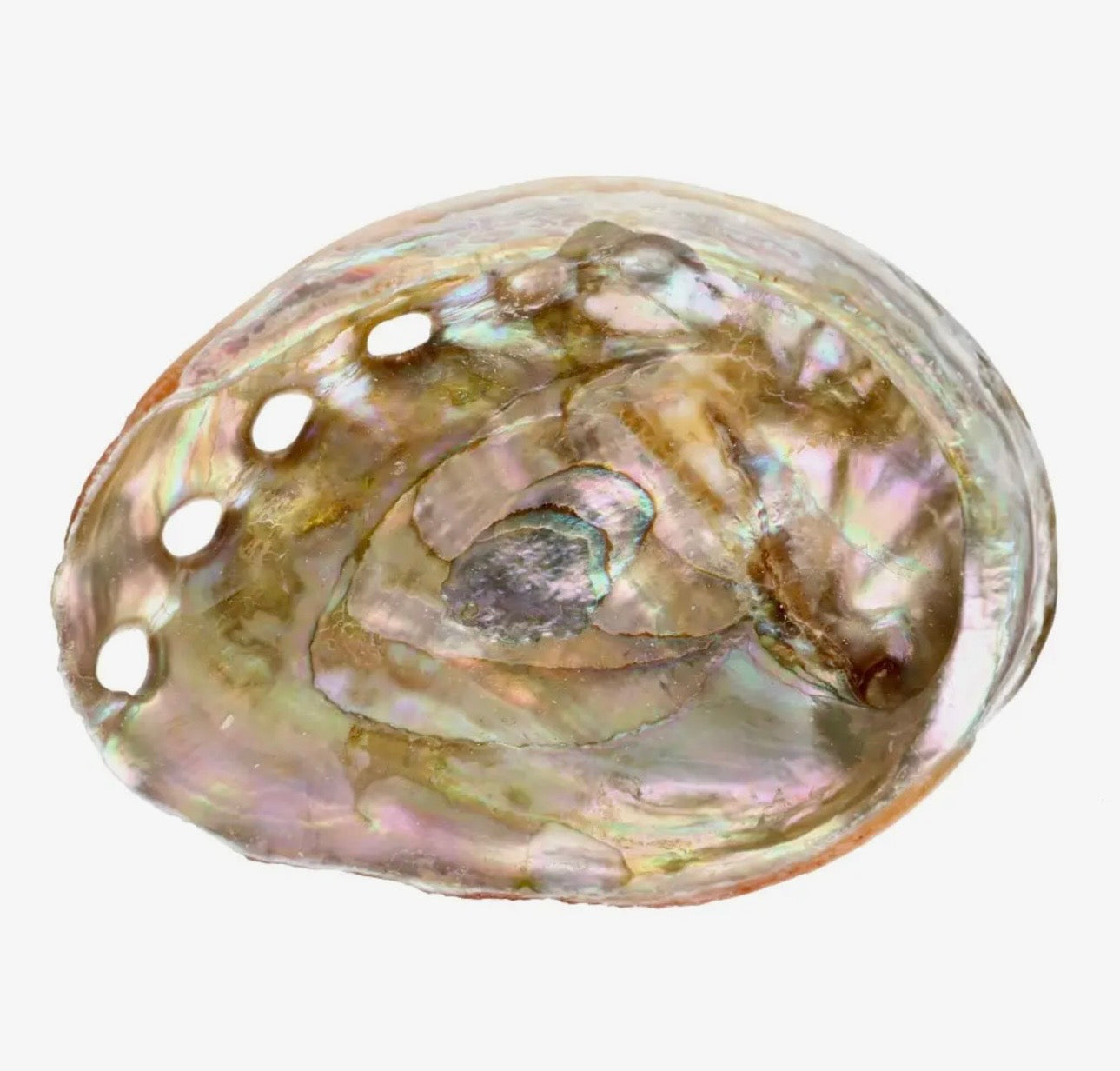 Abalone Shell
