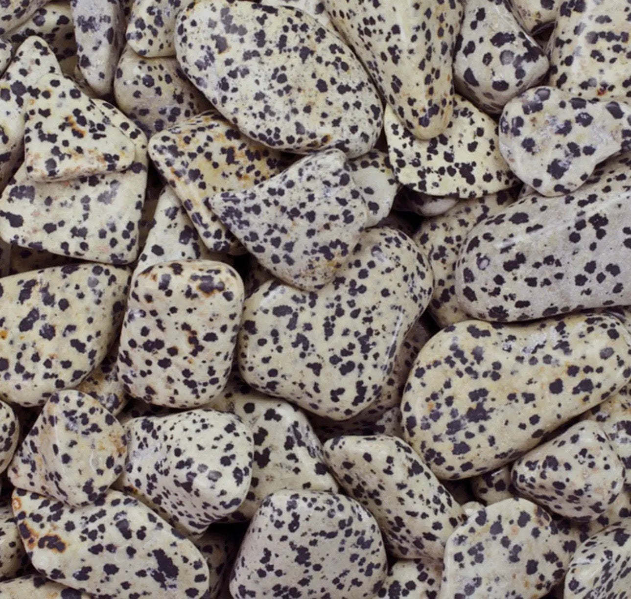 Dalmatian Jasper