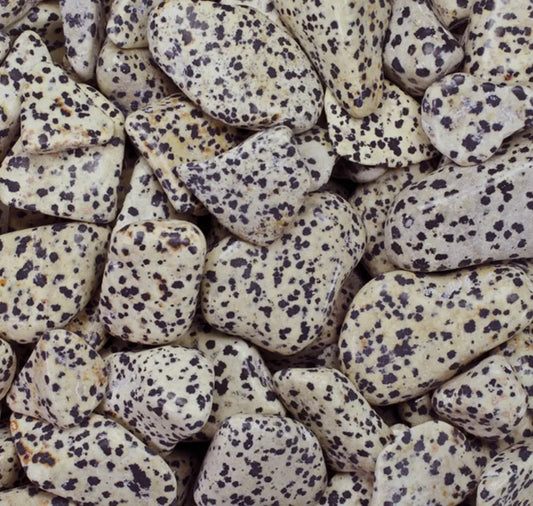 Dalmatian Jasper
