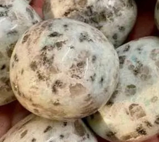 Kiwi Jasper